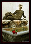 Le rose di Canova Le rose di Canova