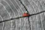Una rossa in bianco e nero Una rossa in bianco e nero