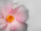 Il calice rosa Il calice rosa