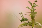 Leptophyes punctatissima Leptophyes punctatissima