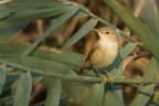 cannaiola cannaiola