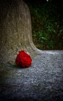 rosa su pietra rosa su pietra