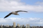 Sorvolando la citt�