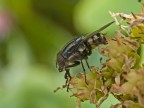 mosca mosca