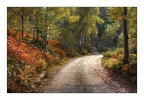 my way.... my way....