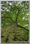 Albero2