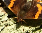Eyes butterfly Eyes butterfly