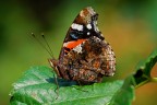 Vanessa atalanta Vanessa atalanta