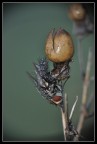 ...mosca... ...mosca...