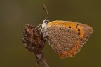 Lycaena phlaeas