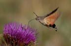 Macroglossum stellatarum Macroglossum stellatarum