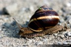 lumaca lumaca