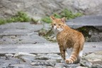 gatto indeciso gatto indeciso