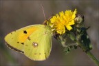 On yellow
