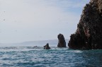 Isole Ballestas - Perù Isole Ballestas - Perù