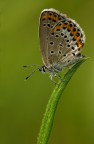 Plebejus idas