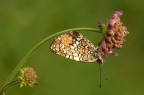 Melitaea athalia Melitaea athalia