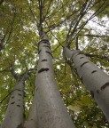 alberi alberi
