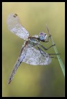 Sympetrum fonscolombii Sympetrum fonscolombii