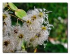 Clematis Vitalba Clematis Vitalba