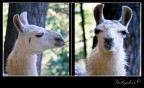 Lama Lama