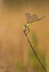 .....sympetrum fonscolombii