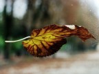 Autunno sul parabrezza Autunno sul parabrezza