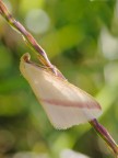 farfallina