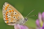 Piccolissima licenide