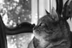 sua maestà il gatto sua maestà il gatto