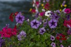 Colori Colori