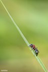 la mosca la mosca