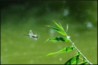 Lago di Sartirana, ottobre 2009.
Ero in cerca di foto autunnali, quando ho "avvistato" questa libellula in volo velocissimo, e ho iniziato ad inseguirla con l'obiettivo... probabilmente il vero spettacolo ero io, per la gente che passava!...
Da molte raffiche di foto, ho selezionato questa. Non molto ravvicinata, perch� la mia focale massima � solo 200... Comunque mi sono divertito e sono soddisfatto per la mia prima libellula ;-)
Che ne pensate?