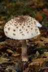 Macrolepiota procera (Mazza di tamburo) Macrolepiota procera (Mazza di tamburo)