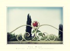 The Rose