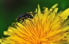mosca... mosca...