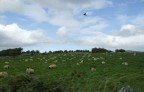 The sheeps and the hawk... The sheeps and the hawk...
