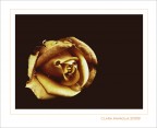 Il ricordo di una rosa... Il ricordo di una rosa...