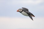PUFFIN IN VOLO PUFFIN IN VOLO