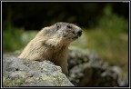 Marmotta # 2