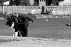 ragazza con cane ragazza con cane