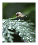 Crystalline smail Crystalline smail