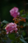 Le rose non sono più come prima... Le rose non sono più come prima...