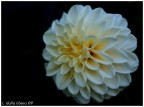 solo un fiore solo un fiore