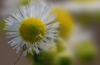 Ricordando la Primavera