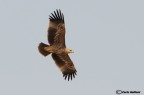 Aquila imperiale Aquila imperiale