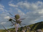 fiore montano fiore montano