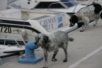 fisherdog fisherdog