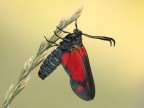 zygaena oggi e l'altro ... ieri zygaena oggi e l'altro ... ieri