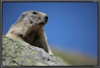 Marmotta # 8